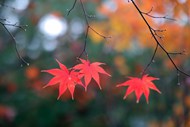 秋日红色枫叶高清图片