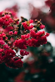 微距红色花卉图片下载