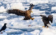站在浮冰上的老鹰精美图片
