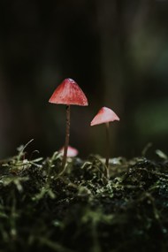 微距丛林野蘑菇图片下载