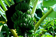 健康绿色香蕉串图片大全