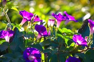 紫色喇叭花盛开花朵图片下载