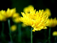 黄色菊花写真高清图片