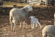 羊圈家养羔羊高清图片