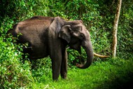 丛林非洲野生大象高清图片