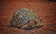 印度星龟爬行精美图片