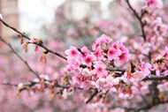 灿烂粉色樱花写真精美图片