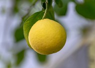 黄色柠檬水果写真精美图片