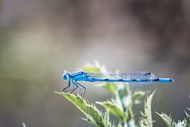 漂亮蓝色小蜻蜓高清图片