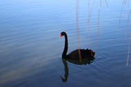 池塘一只黑天鹅高清图片