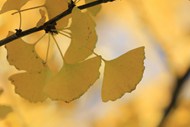 秋天黄色银杏叶子高清图片