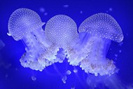 海洋蓝色透明水母图片下载