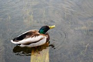 湖面绿头鸭浮水精美图片