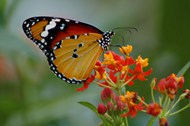 花朵上的蝴蝶写真精美图片