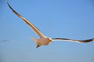 海鸥展翅高飞写真精美图片