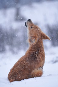 狗坐在雪地里嚎叫图片下载