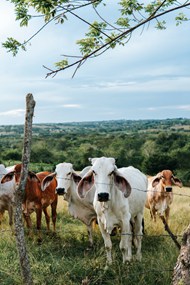 牧场上的奶牛高清图片