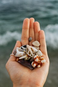 手拿各种海贝壳高清图片