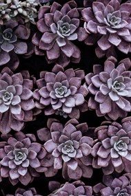 一排排紫色多肉植物高清图片