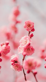 春天粉嫩桃花精美图片