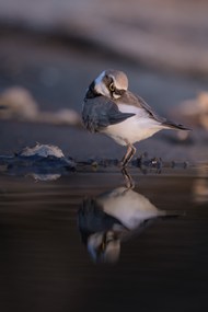 野生海鸟写真精美图片