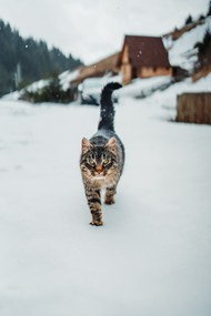 冬季雪地可爱小猫图片大全