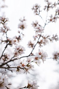 淡雅白色樱花图片下载
