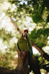 树林绿色鹦鹉高清图片