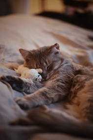 床上睡觉的小猫高清图片
