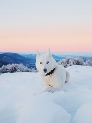 冬季雪地白色狗狗精美图片