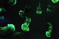 海底绿色水母高清图片