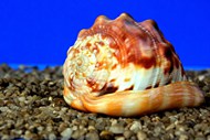 海洋螺旋贝壳特写精美图片