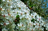 春天盛开白色梨花图片下载