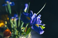 蓝色鸢尾花植物花朵精美图片