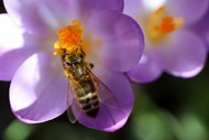 花朵上采花蜜的蜜蜂精美图片