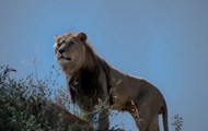 荒野野生狮子写真高清图片