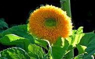 灿烂向日葵黄色花朵高清图片