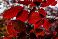 植物园红色树叶精美图片