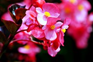 红色海棠花写真图片大全