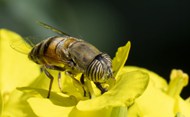 花朵上蜜蜂授花粉图片下载