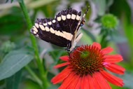 花朵上黑色燕尾蝶精美图片