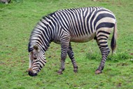 动物园斑马吃草高清图片