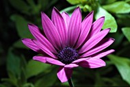 非洲菊紫色花朵精美图片