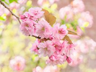 漂亮粉色樱花写真图片下载