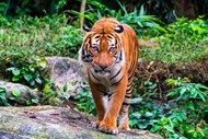 马来西亚虎精美图片