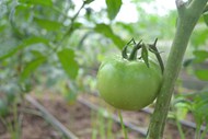 未成熟绿色番茄蔬菜精美图片