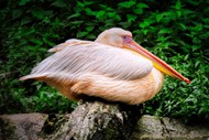 大嘴鹈鹕水鸟精美图片