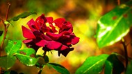花园大红色玫瑰花朵精美图片