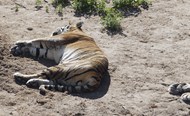 躺着睡觉的大老虎高清图片