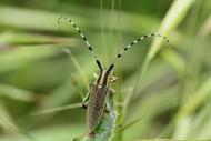 长角甲虫图片下载